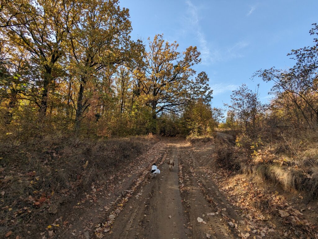 дорога лес
