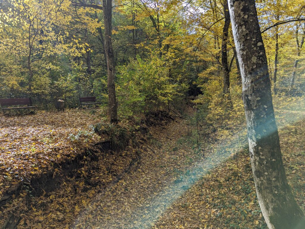 Лес