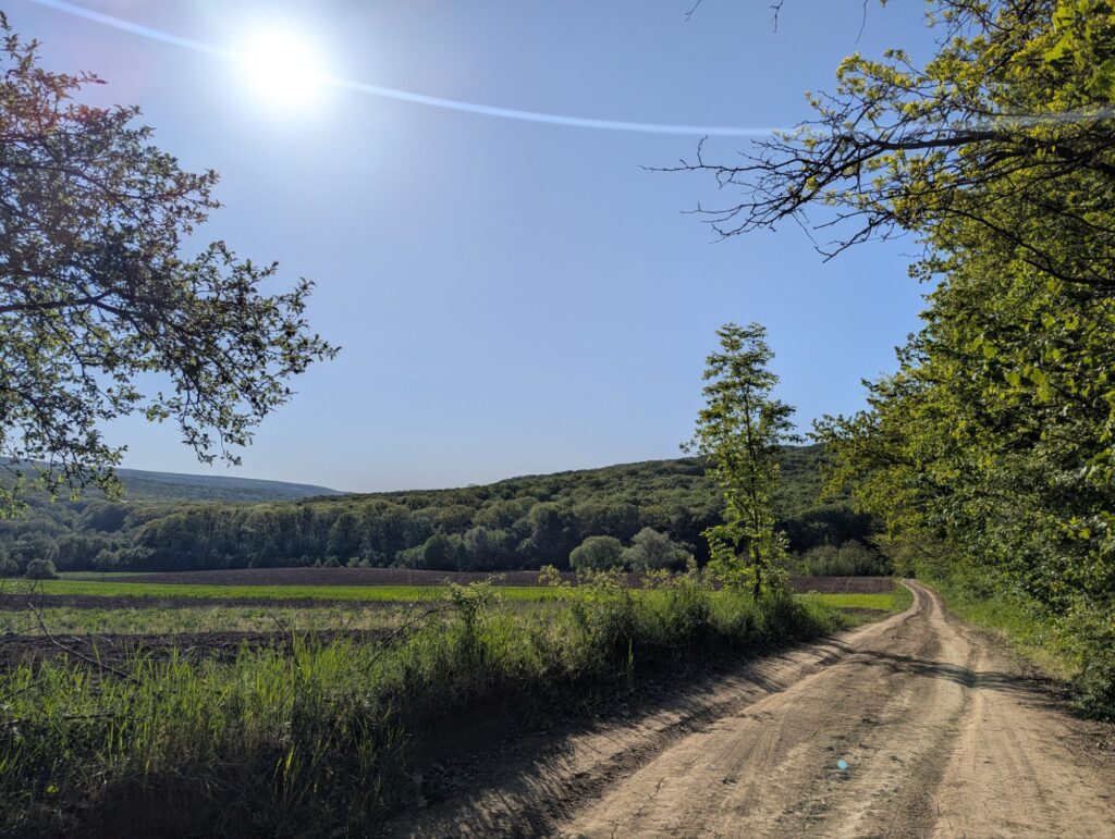 дорога в лес