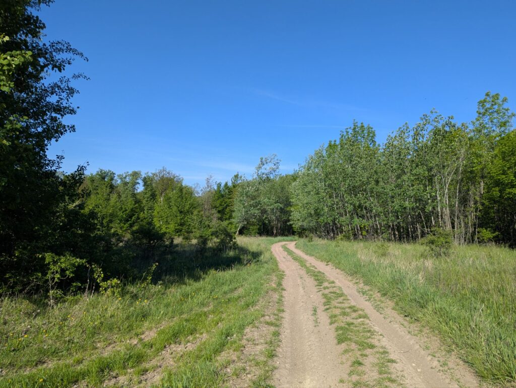 лесная дорога