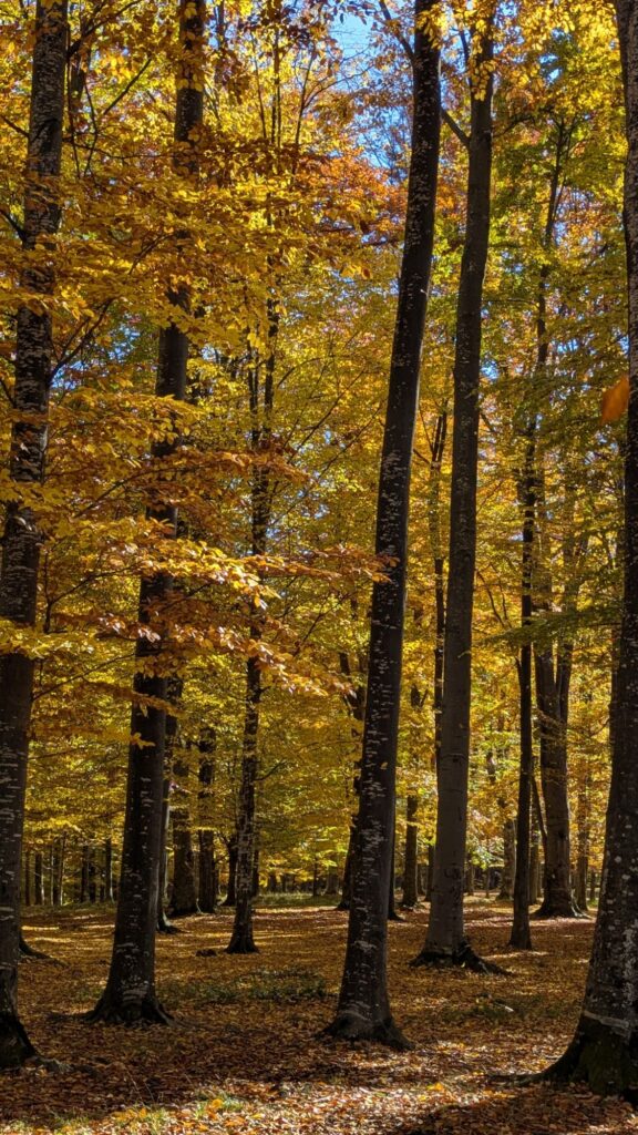 Monastirea Sfântul Ștefan cel Mare